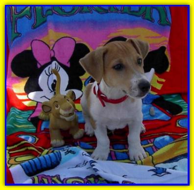 Aldo, Jack Russell Terrier