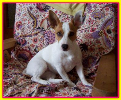 Alice, Jack Russell Terrier