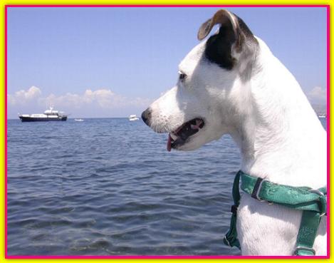 Alice, Jack Russell Terrier