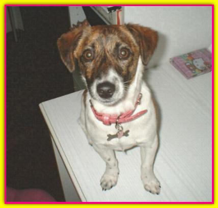 Alice Fish, Jack Russell Terrier