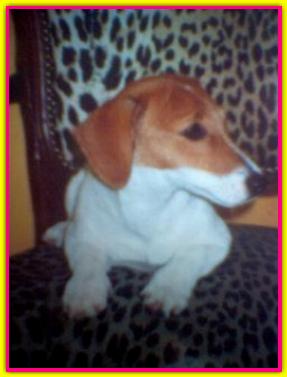 Anais, Jack Russell Terrier