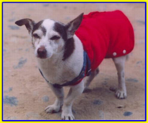 Argo, Jack Russell Terrier
