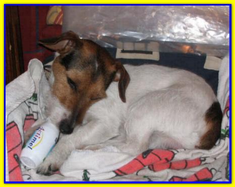 Argo, Jack Russell Terrier