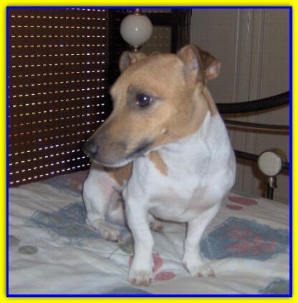 Art�, Jack Russell Terrier