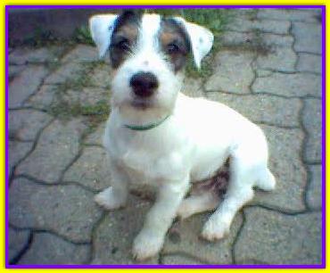 Art�, Jack Russell Terrier