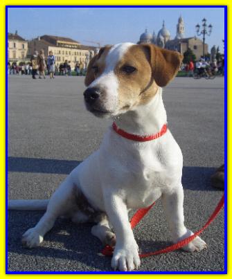 Arturo Bab�, Jack Russell Terrier