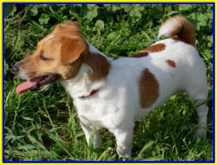 Arturo, Jack Russell Terrier