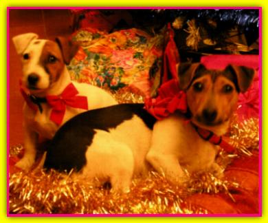 Arwin, Jack Russell Terrier