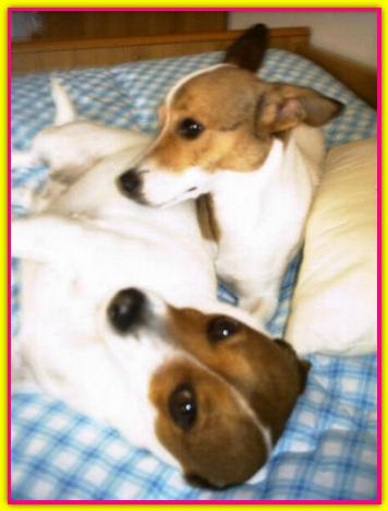 Asia, Jack Russell Terrier