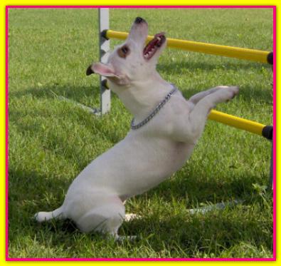 Audrey, Jack Russell Terrier