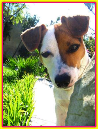 Baronetta alice, Jack Russell Terrier