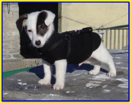 Benny, Jack Russell Terrier