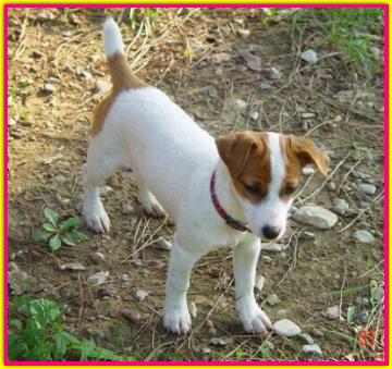 Bibi, Jack Russell Terrier