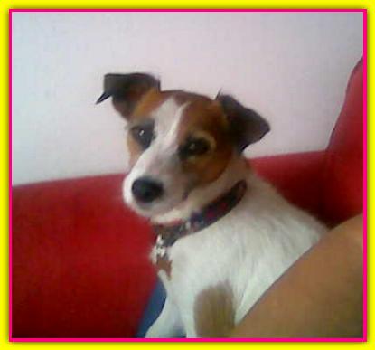 Bice, Jack Russell Terrier