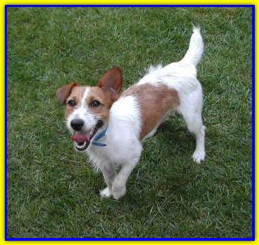 Billi, Jack Russel Terrier