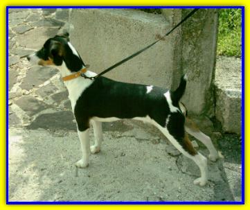 Billy, Jack Russell Terrier