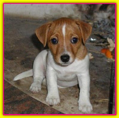 Birba, Jack Russell Terrier
