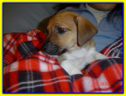Birillo, Jack Russell Terrier