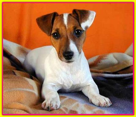 Birra, Jack Russell Terrier