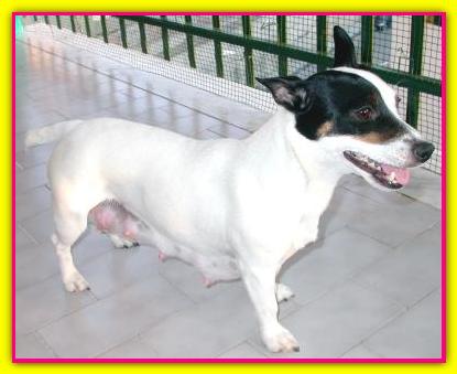 Blumea, Jack Russell Terrier