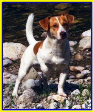 Bobby, Jack Russell  Terrier