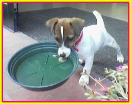 Bollina, Jack Russell Terrier