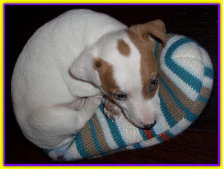 Brad, Jack Russell Terrier