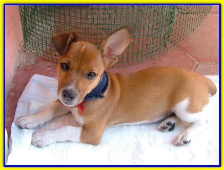 Brando Jack Russell Terrier