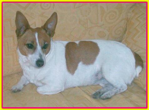Brigitte, Jack Russell Terrier