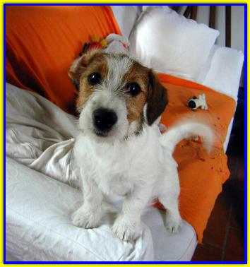 Byron, Jack Russell Terrier
