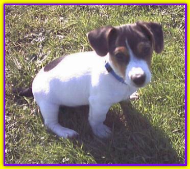 Camillo, Jack Russell Terrier