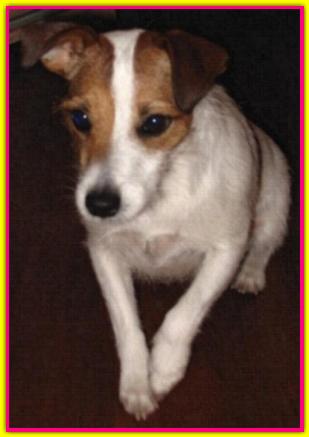 Carlotta, Jack Russell Terrier