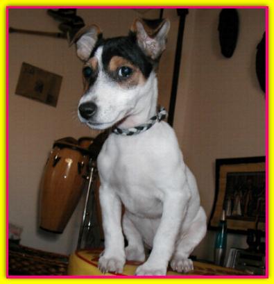 Carlotta, Jack Russell Terrier