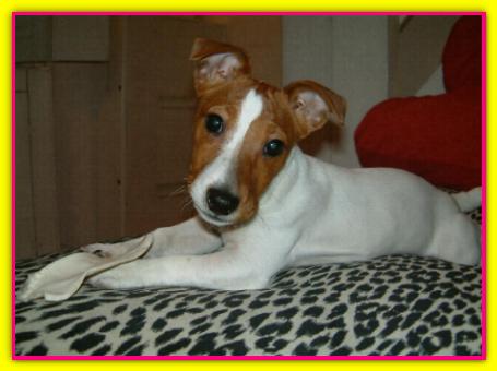 Carlotta, Jack Russell Terrier