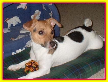 Celtica, Jack Russell Terrier