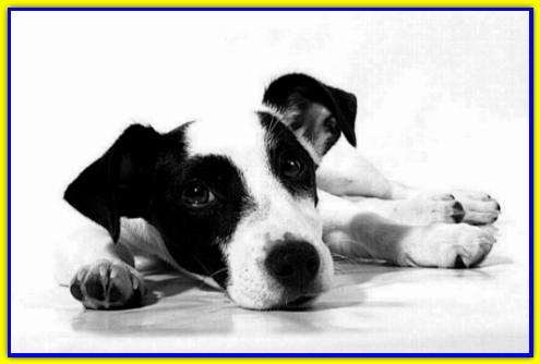 Cesare, Jack Russell Terrier