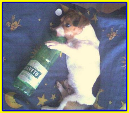 Charly, Jack Russell Terrier