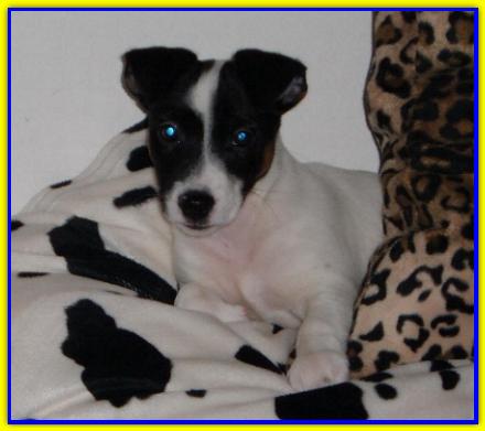 Chicco, Jack Russell Terrier