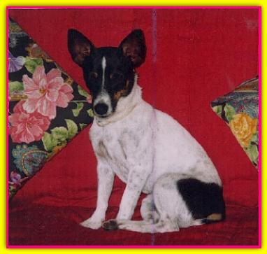 Chira, Jack Russell Terrier