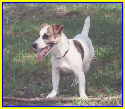 Ciaki, Jack Russell Terrier