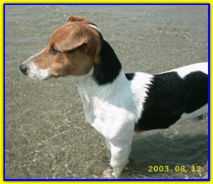 Ciro, Jack Russell Terrier