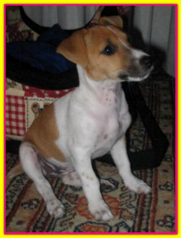 Clarabella, Jack Russell Terrier