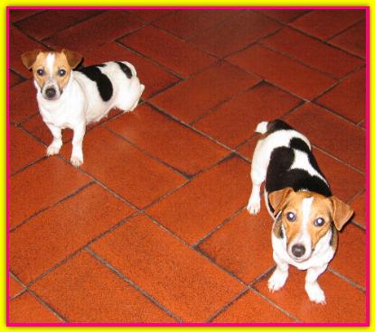 Colette & Isab, Jack Russell Terrier