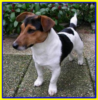 Colin, Jack Russell Terrier