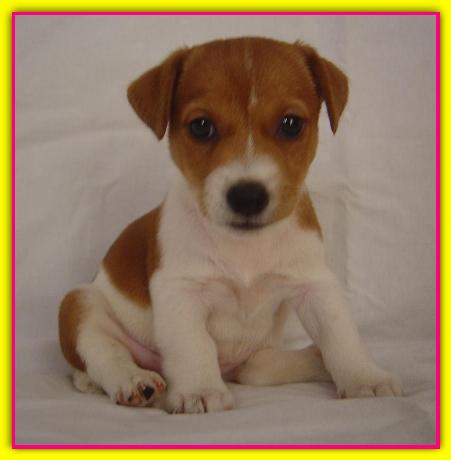 Cuba, Jack Russell Terrier