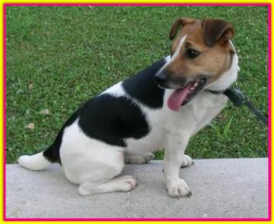 Damiana, Jack Russell Terrier