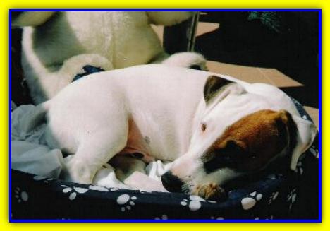 Datteromilo, Jack Russell Terrier