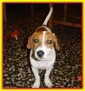 Easy, Jack Russell Terrier