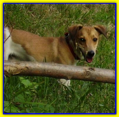 Eddie, Jack Russell Terrier