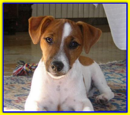 Eliot, Jack Russell Terrier